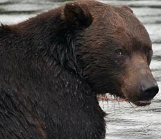 Голодные медведи  терроризируют  алтайские села  