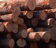 Прокуратура Якутии борется с преступностью в лесной промышленности
