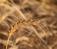 Камчатка с 2009 года может перейти на канадское зерно
