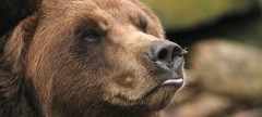 На Камчатке медведица «усыновила» чужого медвежонка