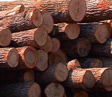 Правительство Якутии займется декриминализацией лесной отрасли