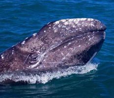 Дальневосточные экологи продолжают борьбу за серых китов