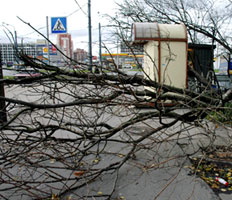 В Петербурге подсчитывают ущерб, нанесенный стихией