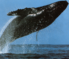 Чукотские зверобои убили первого гренландского кита