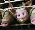 Баррикады против свиного гриппа в Нижегородской области