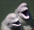 Последних обитателей владивостокского дельфинария продают в Китай