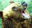 В Корякии отстреливают агрессивных медведей