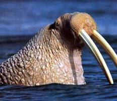 WWF возьмет под охрану самое крупное в мире лежбище моржей