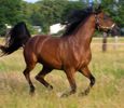 К 2012 году Якутия станет родиной всех российских лошадей