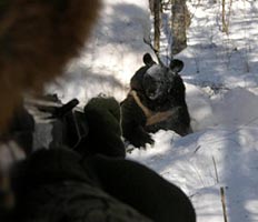 На Камчатке охотиться на медведей будут немцы и французы