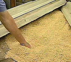 В Приморье создают резервный фонд зерна