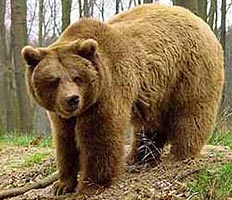 Медведи на Сахалине нападают на людей прямо на улицах городов и поселков