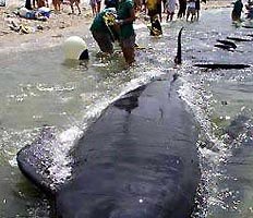 На западное побережье Сахалина вынесло тело кита