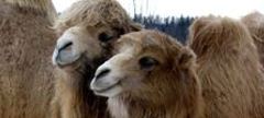 В Якутском зоопарке появились новоселы - двугорбые верблюды